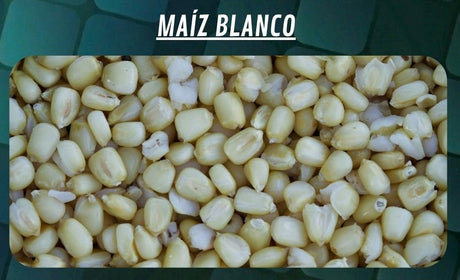 Cubo Maiz Quality Seeds Blanco 6 kg - Tienda Carpfishing